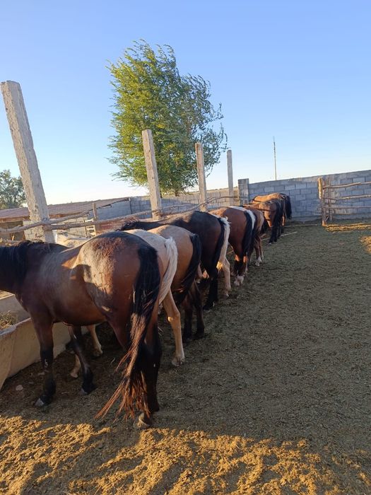 Жылқылар сатылады