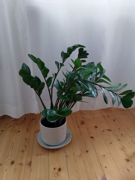 Замиокулкас - Дървото на желанията
/Zamioculcas zamiifolia/
