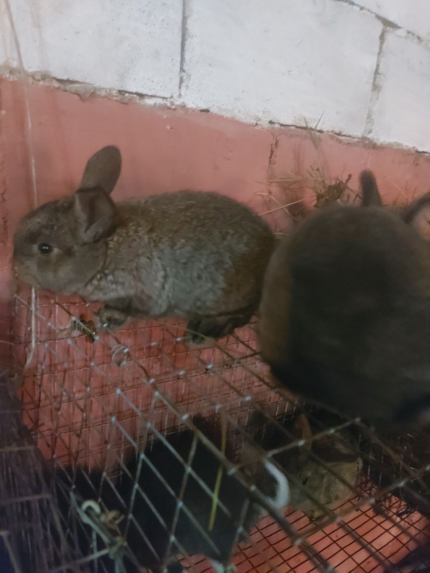 Крольчата, кролики