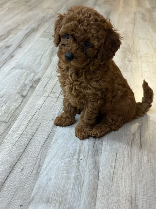 Той пуделчетаааааа