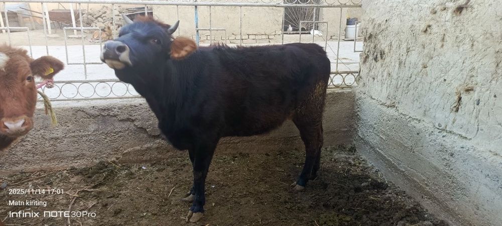 Хуножин сотилади бугуз