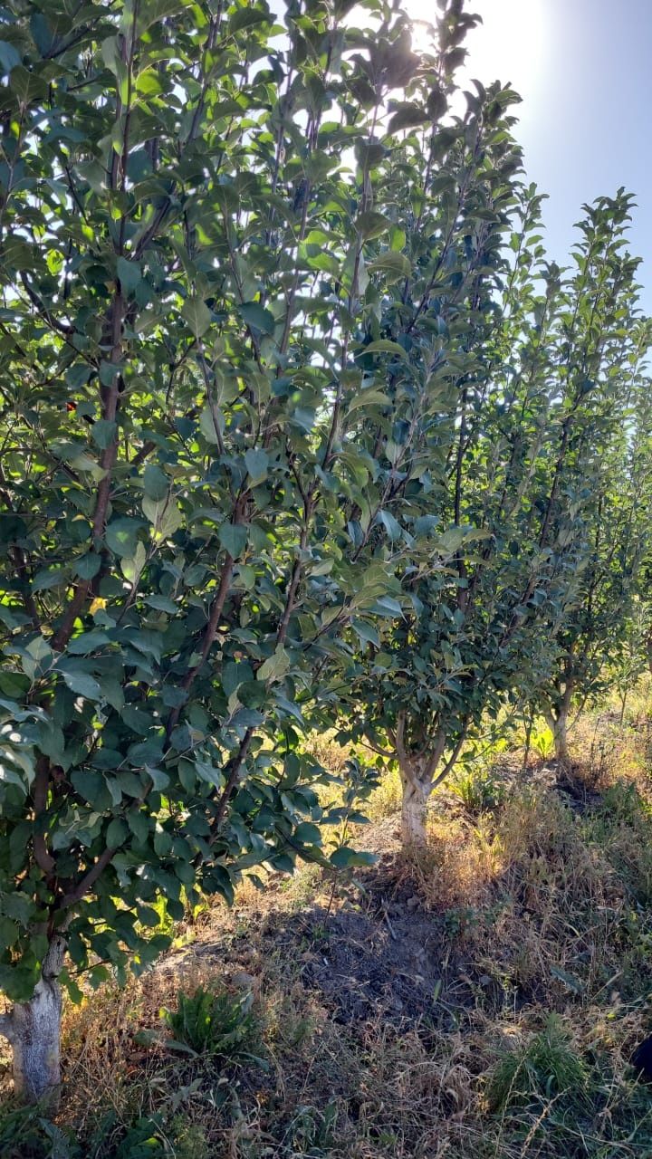 Плодовые деревье из Питомника