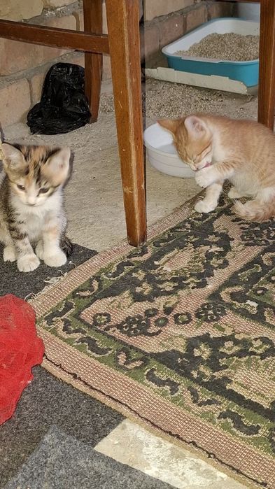 Милые котята,отдам даром в хорошие руки.
