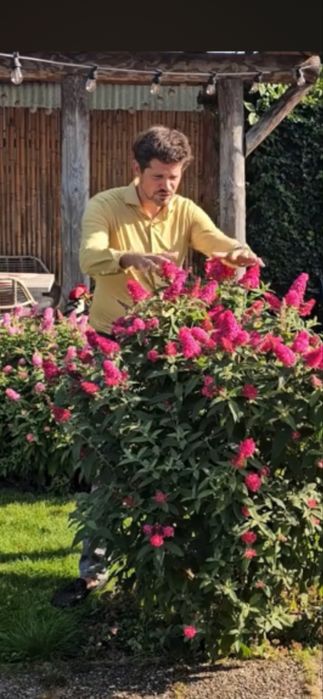 Будлея карликовая Канди Литл Руби