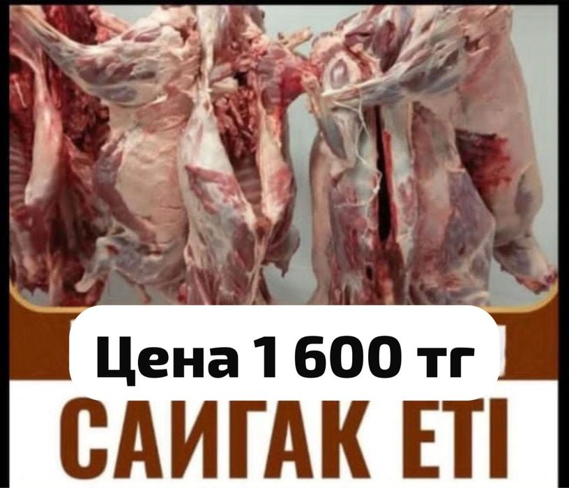 Сайгак киик ет мясо свежое