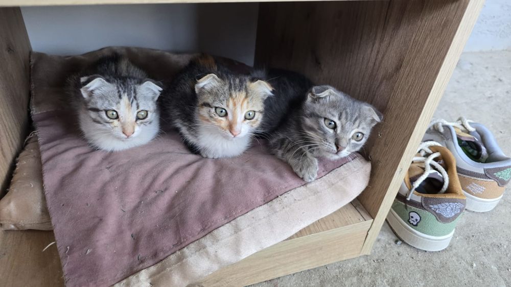 Отдам даром котят