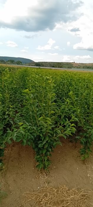 Producator vand pomi fructiferi