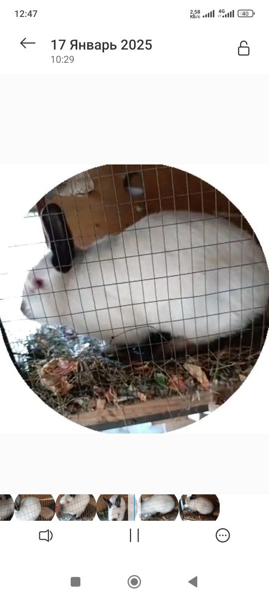 продам Калифорния самка