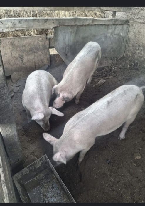 Продам 2 свиньй.