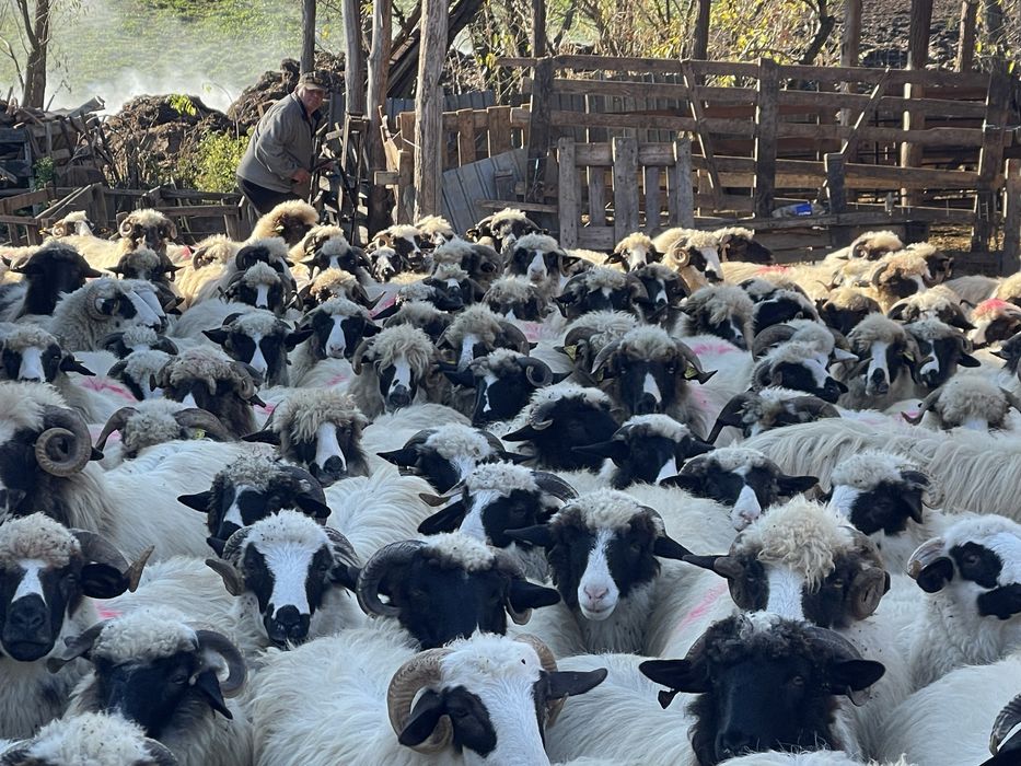 Anunț de vanzare :oi breze