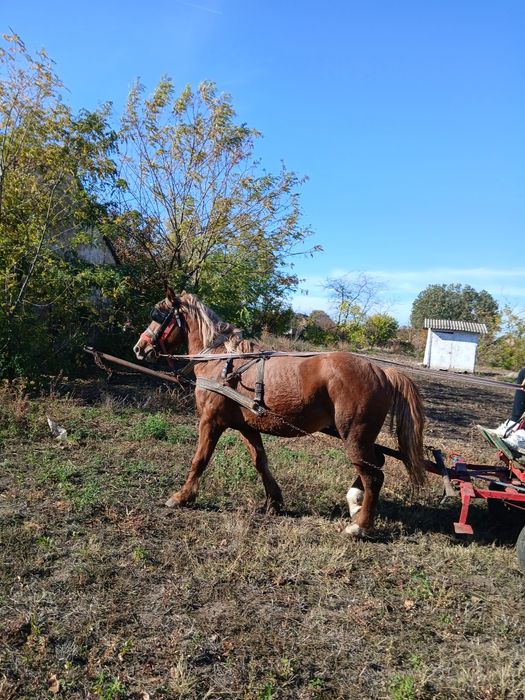 Vând sau schimb harmasar