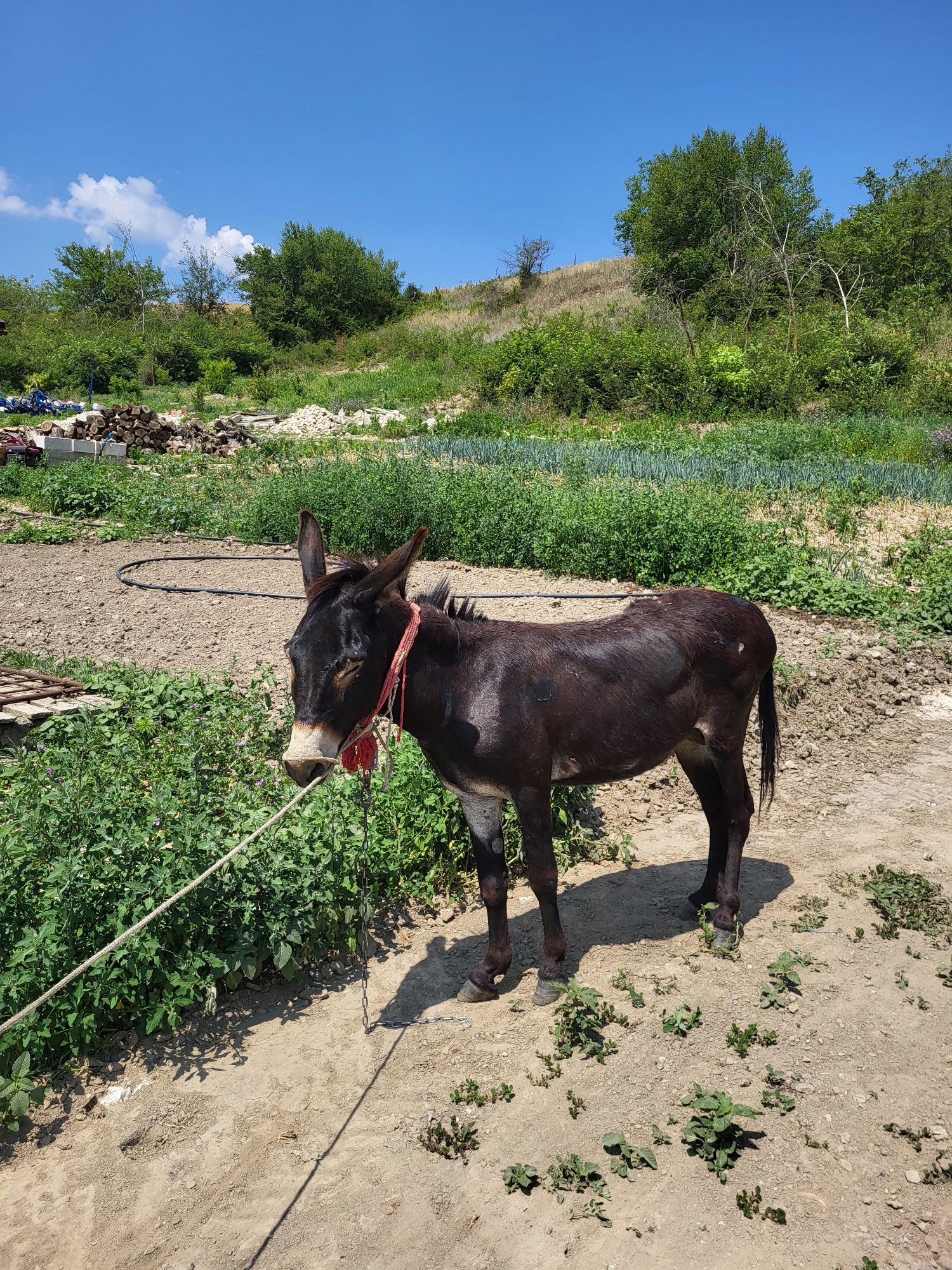 magar de vanzare