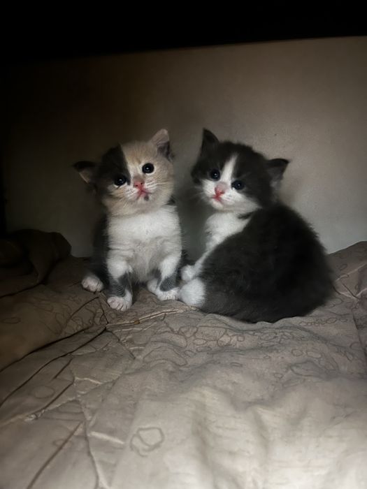 Котята породистые