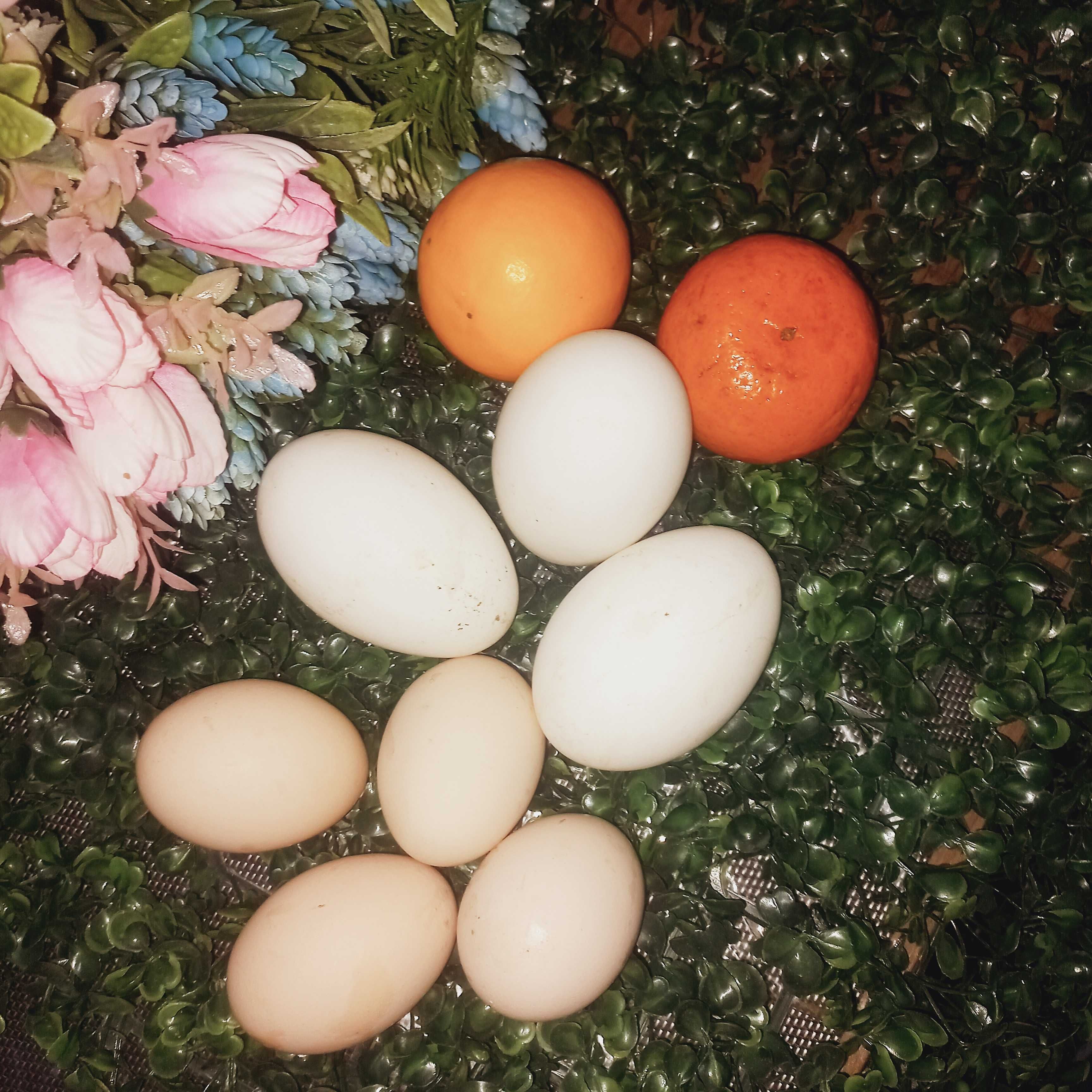 Продам Яйца перепелок, индюков и гусей.