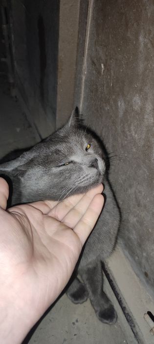 Mushuk 2 yosh hadiyaga beriladi