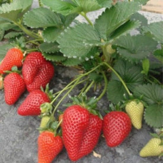 Продавм расът корени. От ягоди и малини