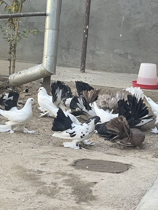 Dekarativniy kaputarlar sotiladi. Pavilin paypoli