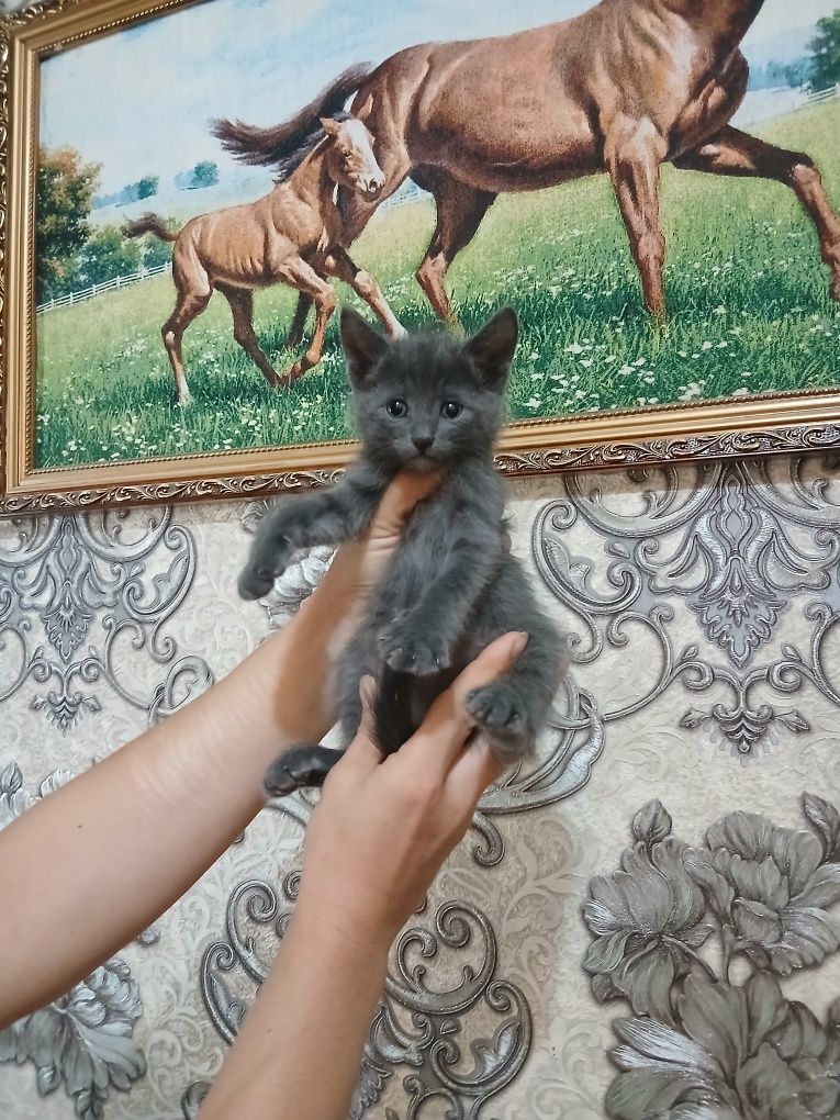 Срочно продаются котята