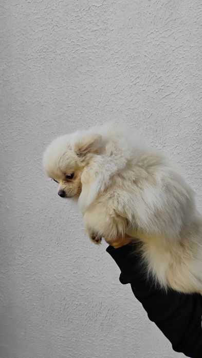 Продавам померанчета