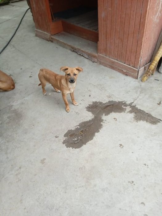 Щенок  ( мальчик) отдам в хорошие руки