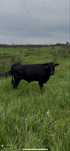 Taur Wagyu parinti cu origine