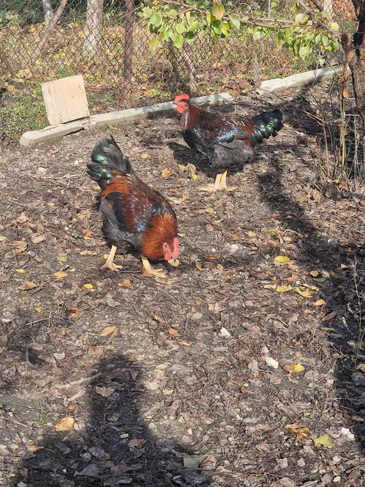 Продавам Катунски петли