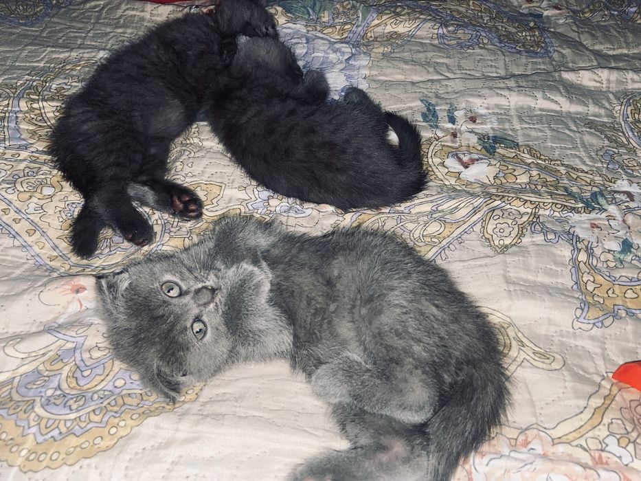 Котята от правильной вязки скотиш фолд