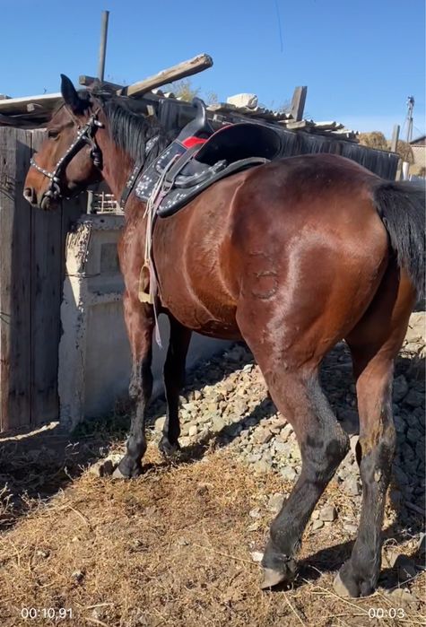 Айғыр 5 жасар жуас