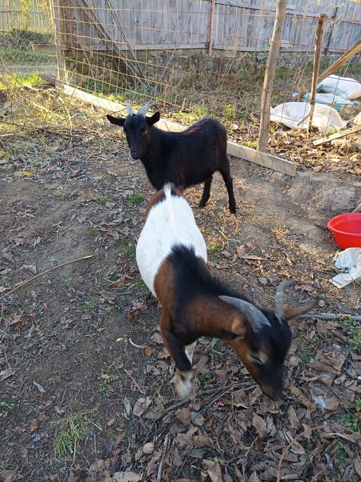 Vand iezi buni la carne