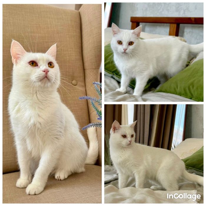 Кошка в добрые руки