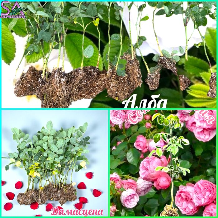 Лавровишна,Лавандула,Маслодайни рози,Мурсалски чай…