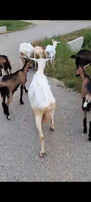 Vând capre Rasa Saanen si Alpin Francez