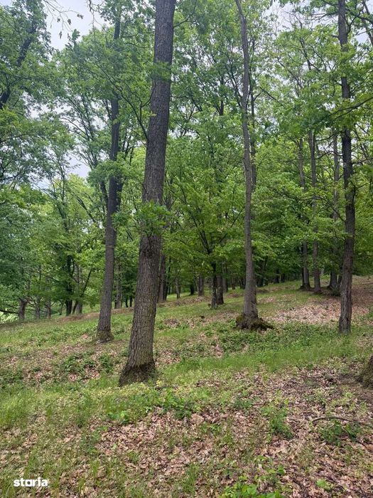 36 Hectare - Forestier , 15 km distanta de Ploiesti