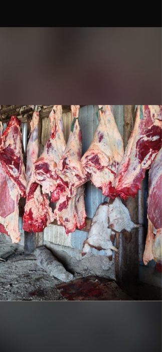 Мясо говядина молодняк