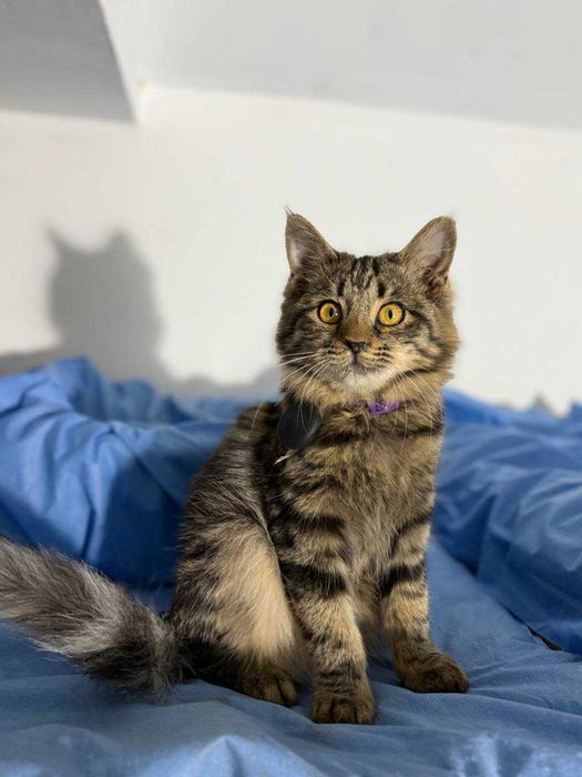 Котёнок, ухоженный, 4-5 месяцев