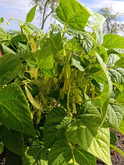 Fasole verde, disponibil 6 kg
