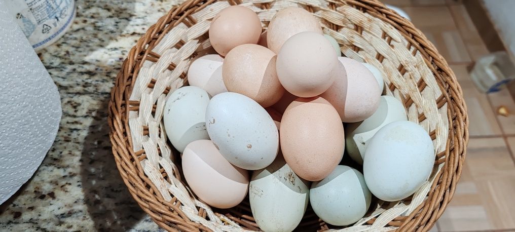 Vand oua proaspete de la găini  de rasa  Araucana și notmale