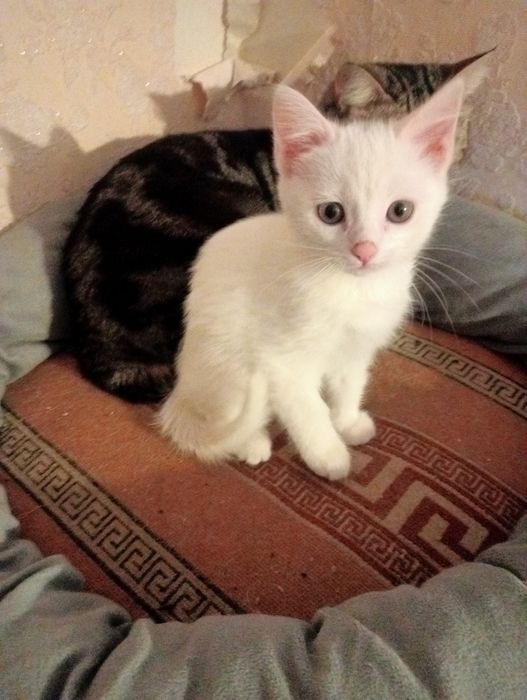 Котенок - девочка ищет  себе новый дом.
