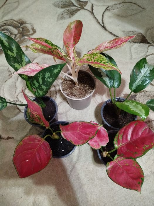 Аглаонема комнатная