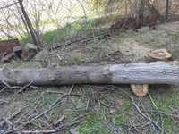 Ореховое дерево ствол грецкого ореха  свеже спиленыи длина 3 метра