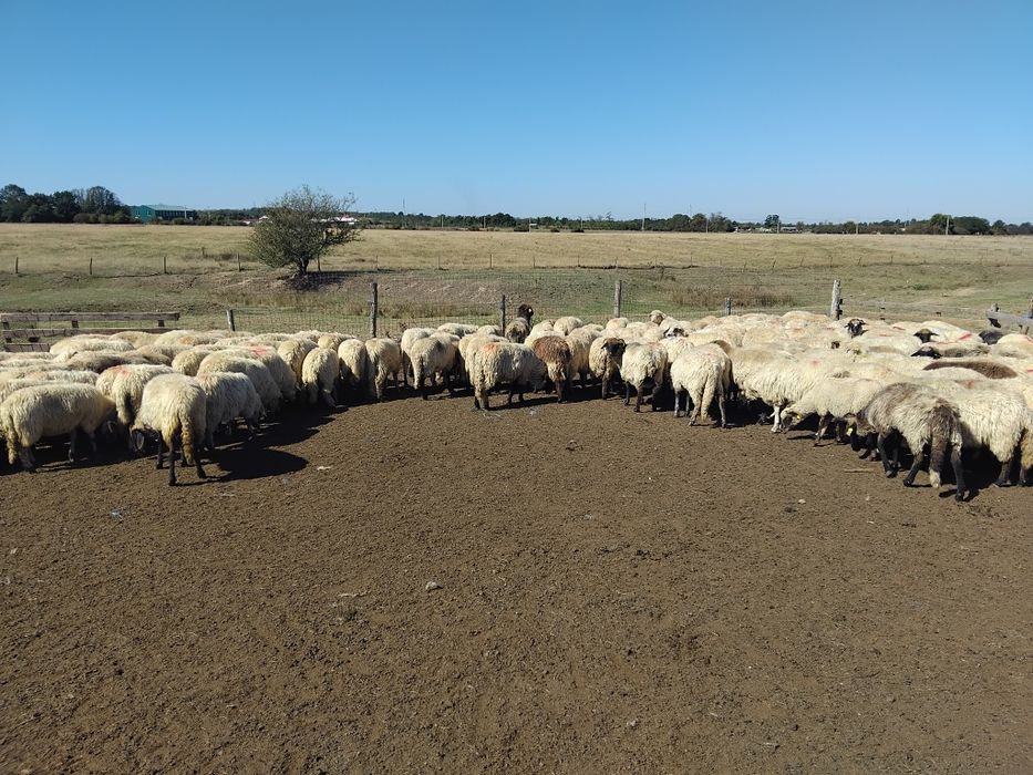 Oi de ținut, de vânzare