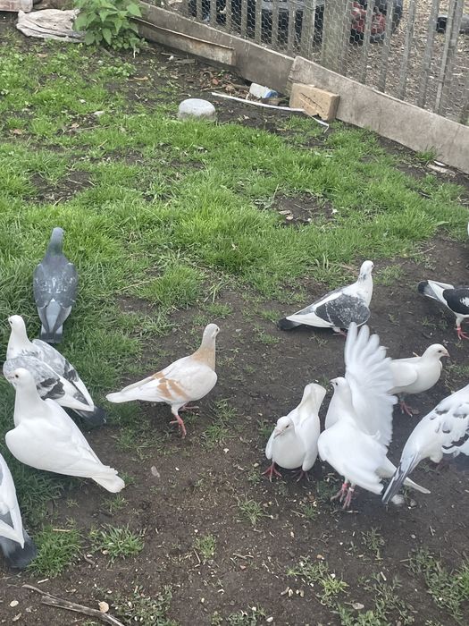 Vand schimb voiajori diferite culori