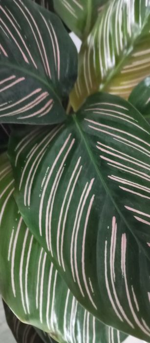 Продам сортовые калатеи