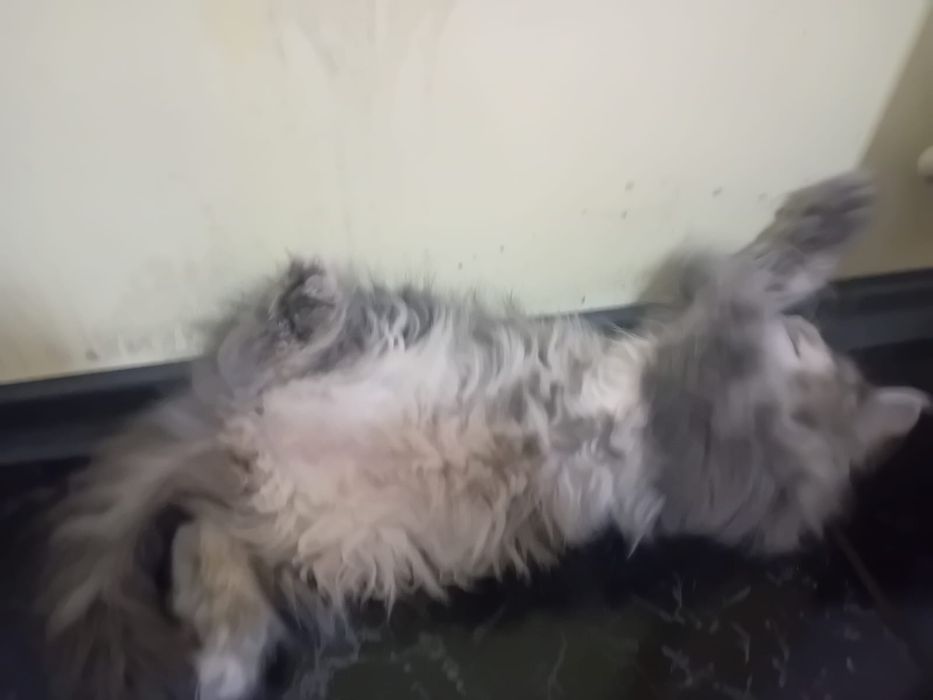 Женски персийски котета