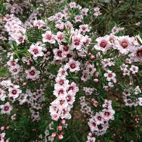 Чаено дърво (leptospermum 'appleblossom')