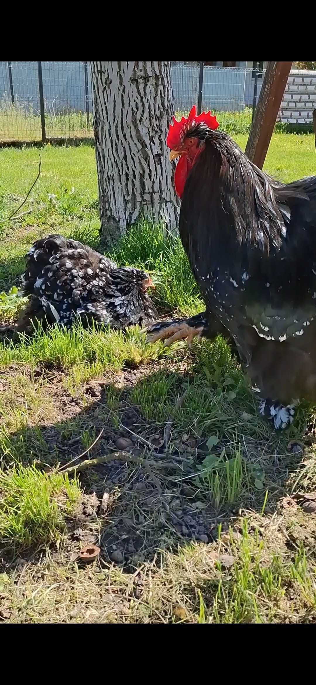 Familie cochinchina uriaș bobat 2+1