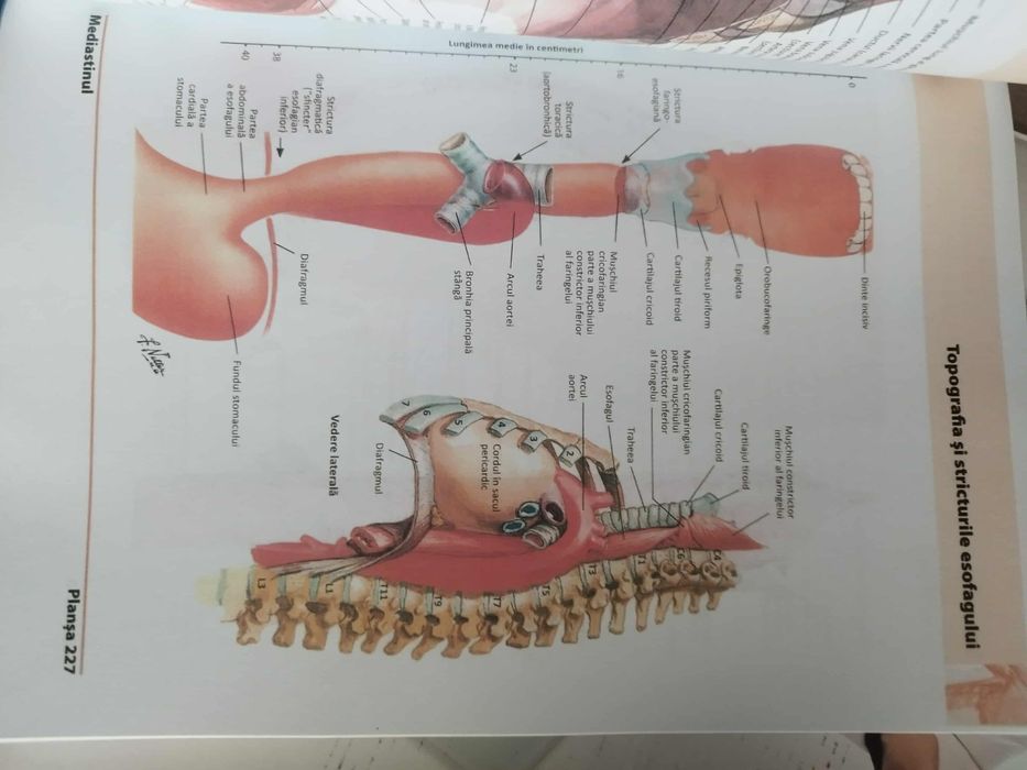 Atlas Netter medicina