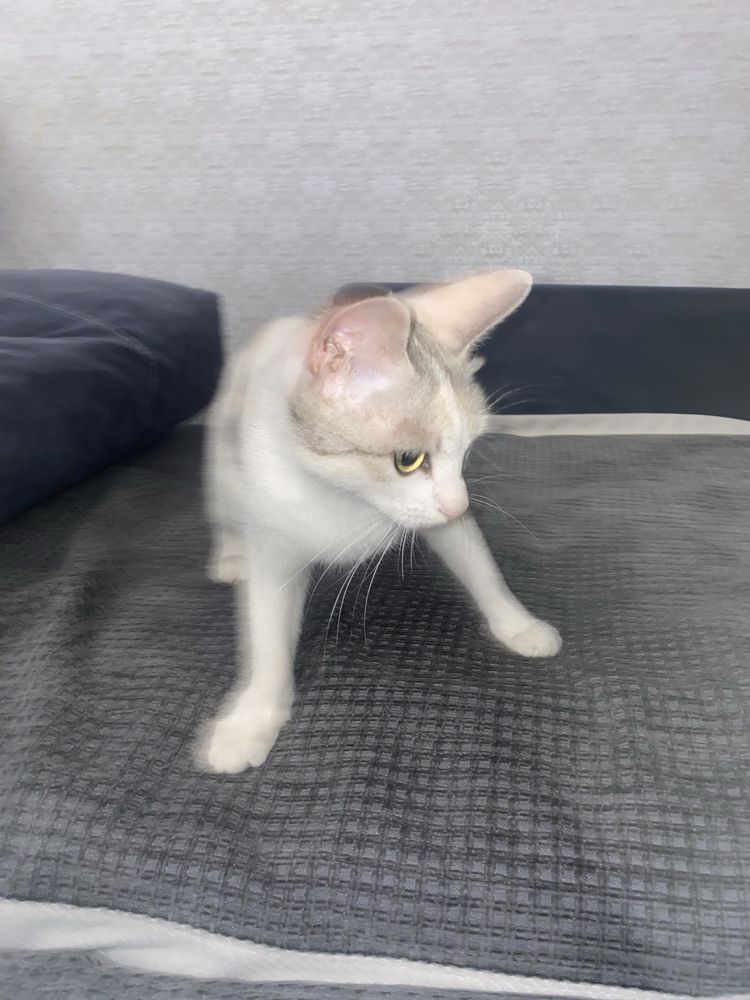 Кошечка ищет дом