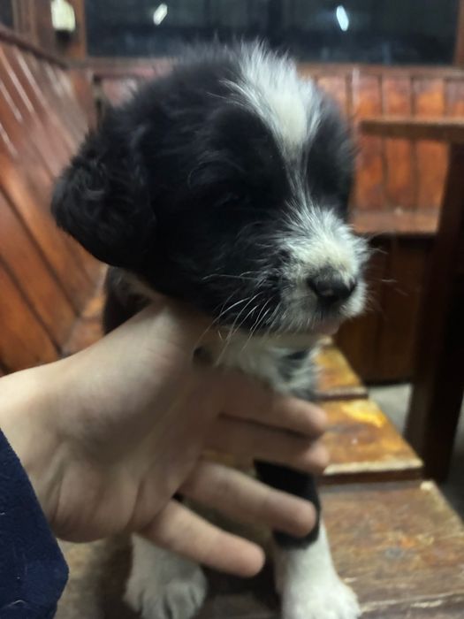 pui de caini abandonati