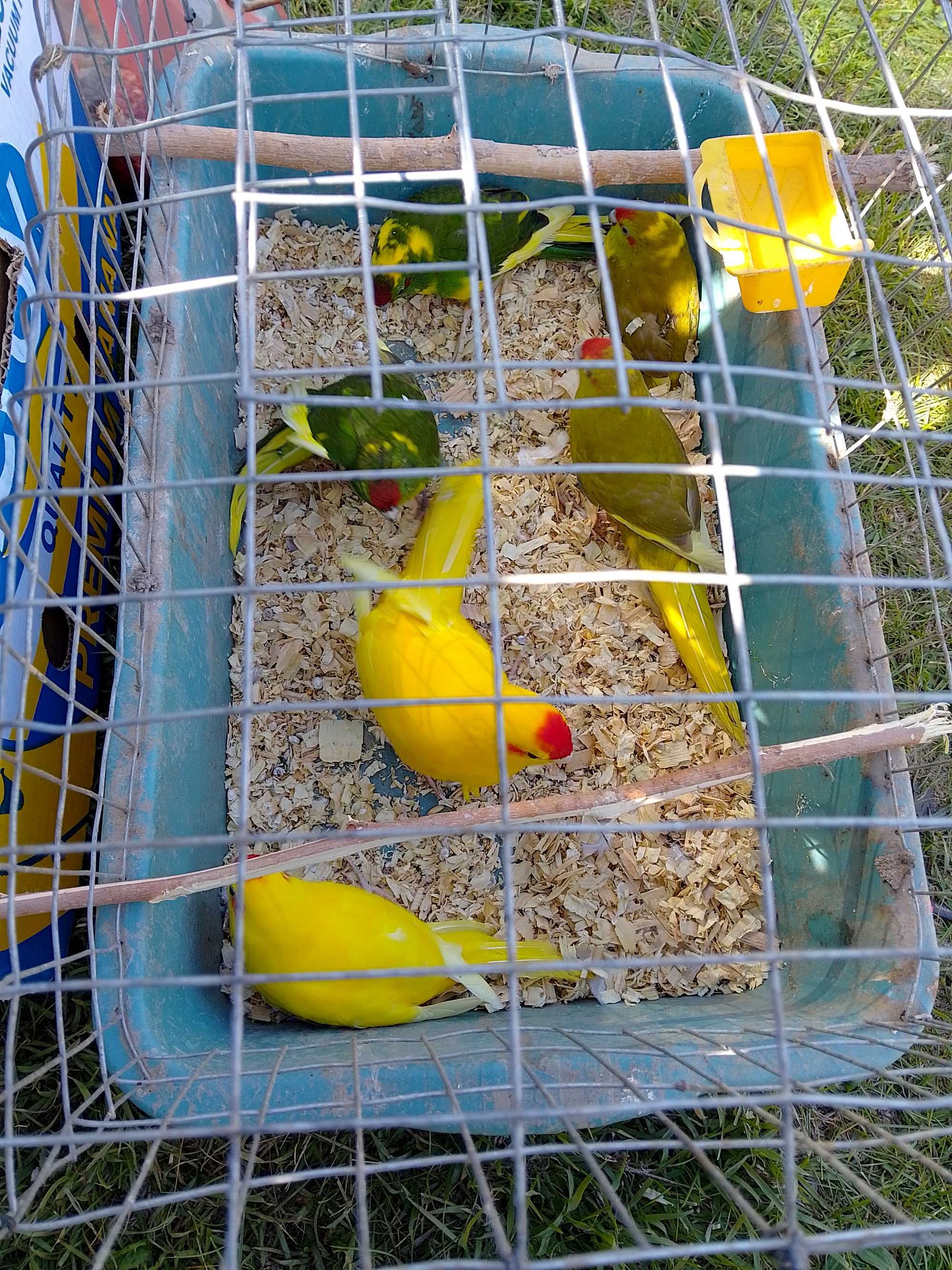 Какарики папагали